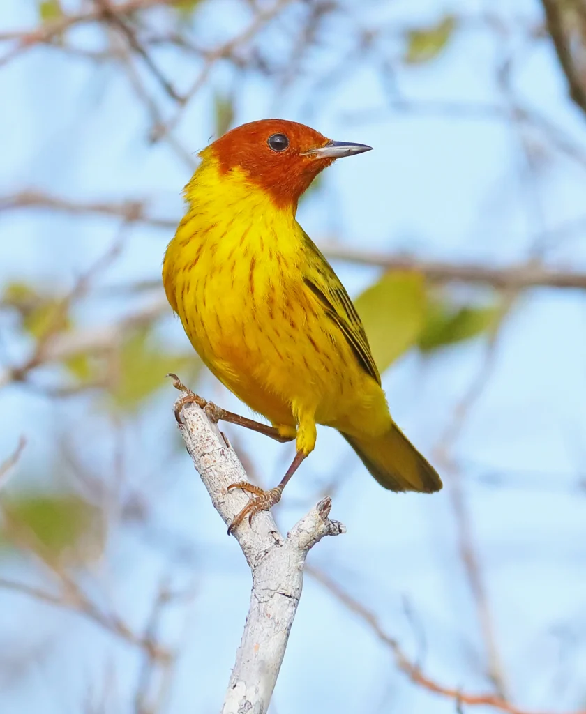Mangrove Yellow Warbler. Photo by Greg Homel, Natural Elements Productions.