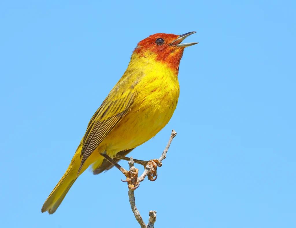 Mangrove Yellow Warbler. Photo by Greg Homel, Natural Elements Productions.