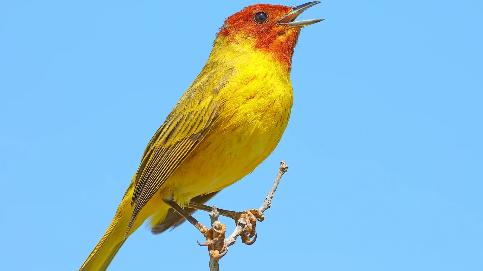 Mangrove Yellow Warbler. Photo by Greg Homel, Natural Elements Productions.