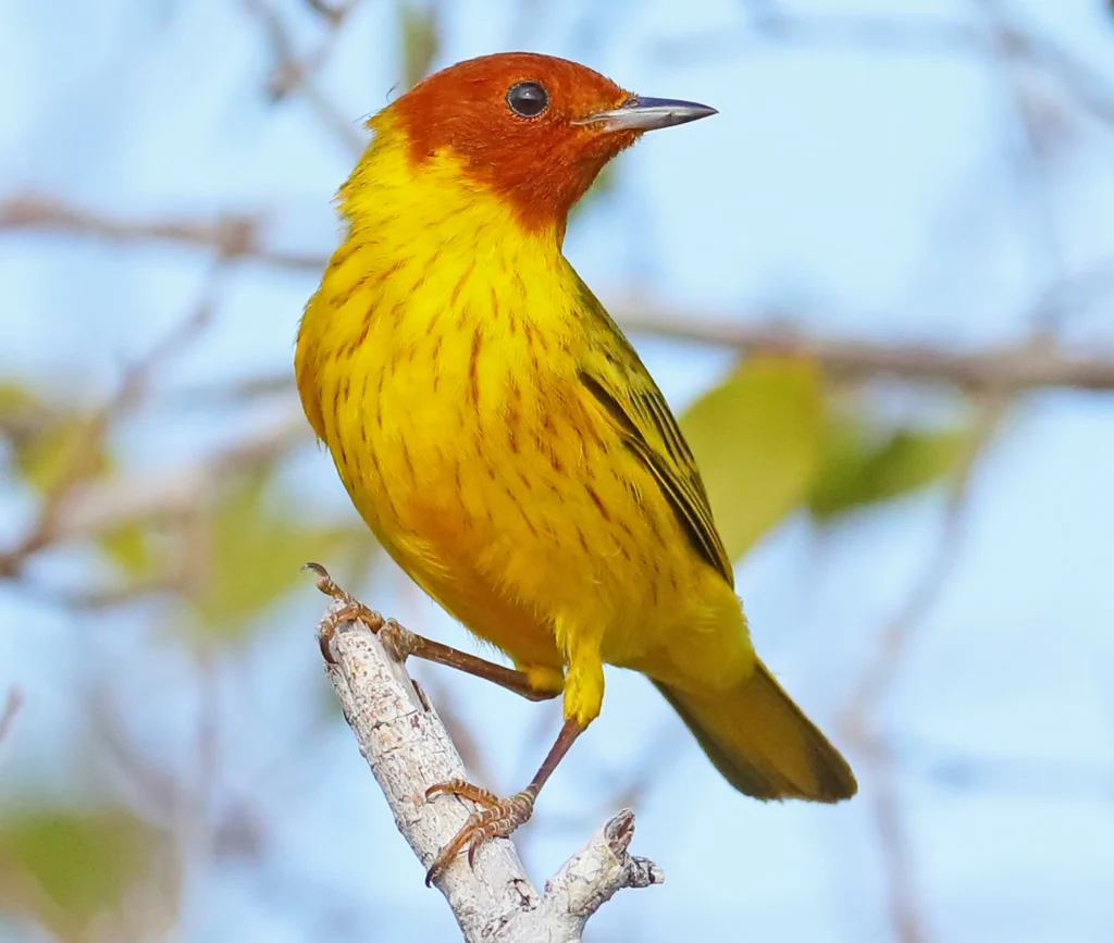 Yellow Mangrove Warbler. Photo by Greg Homel, Natural Elements Productions.
