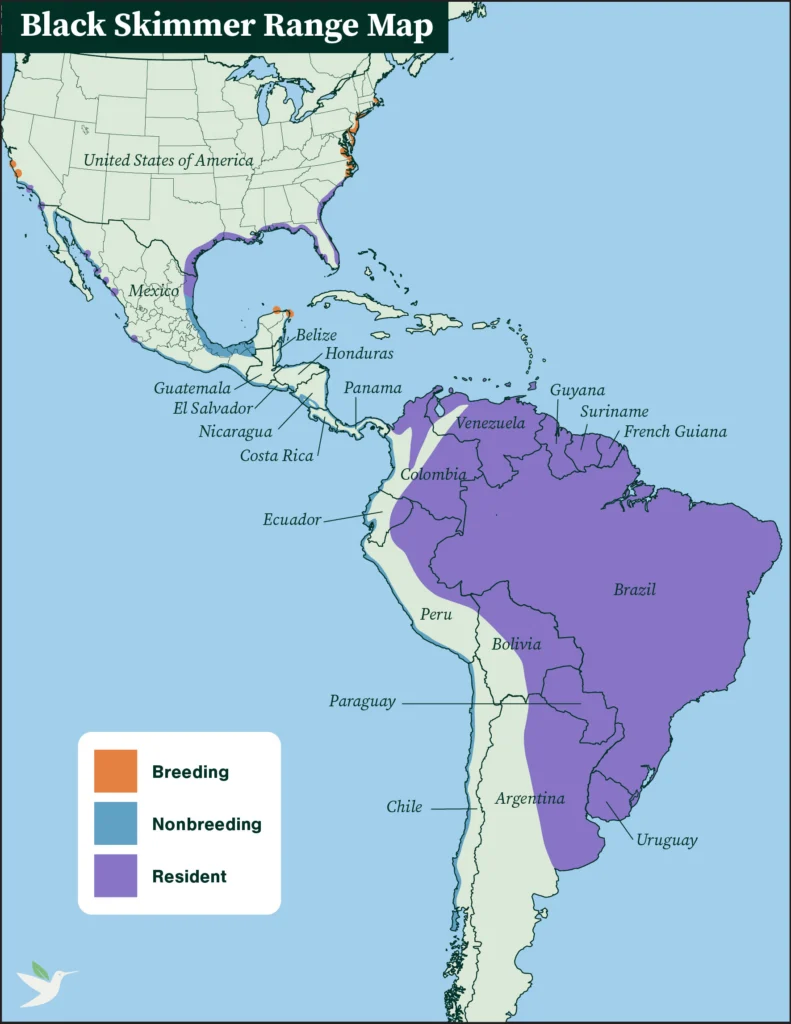 Black Skimmer range map.