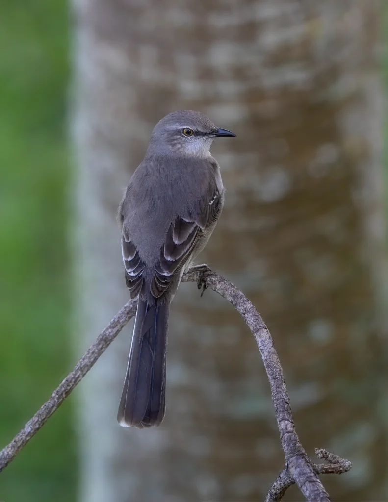 Northern Mockingbird. Photo by Larry Master, masterimages.org.