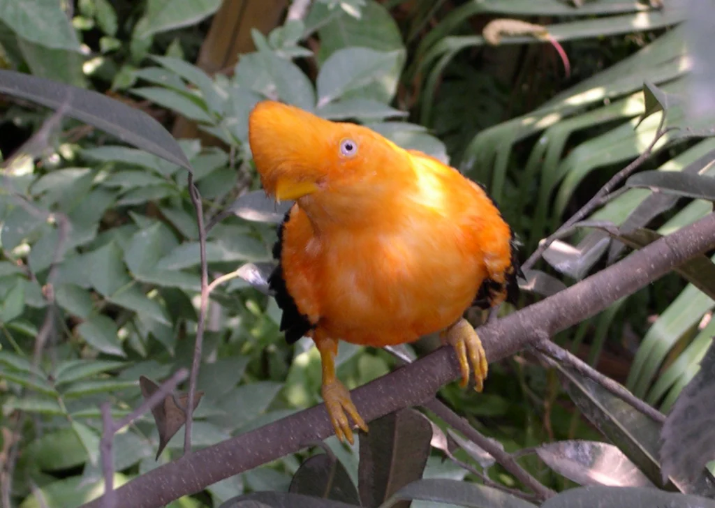 Andean Cock-of-the-rock. Photo by Daniel J. Lebbin.