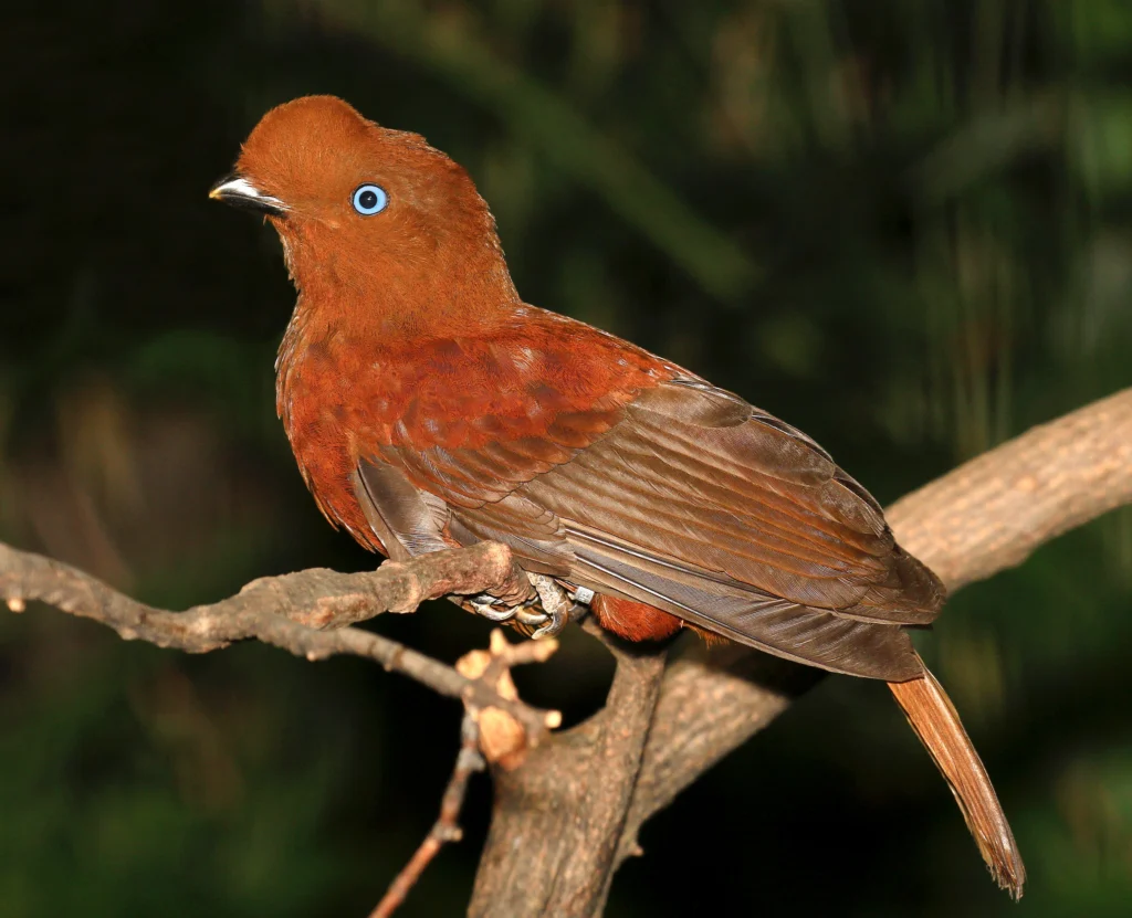 Andean Cock-of-the-rock female. Photo by John L. Absher, Shutterstock.