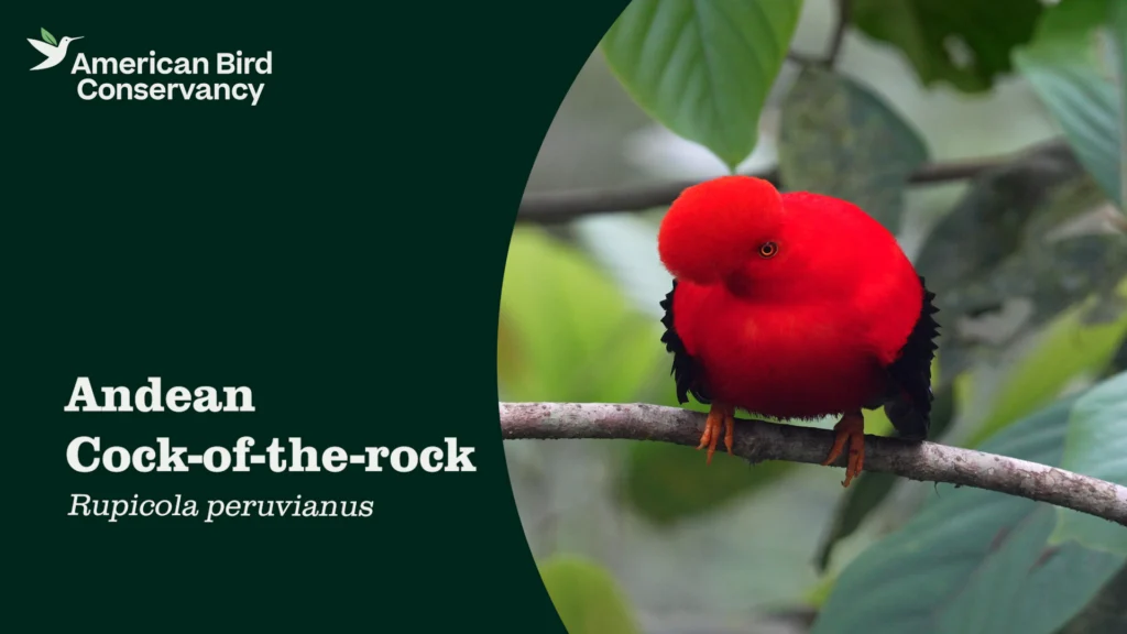 Andean Cock-of-the-rock YT Thumb