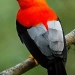 Andean Cock-of-the-rock. Photo by PhotocechCZ, Shutterstock.