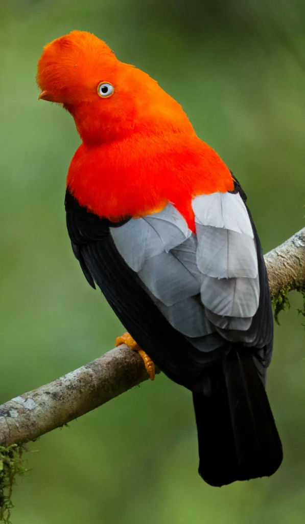 Andean Cock-of-the-rock. Photo by PhotocechCZ, Shutterstock.