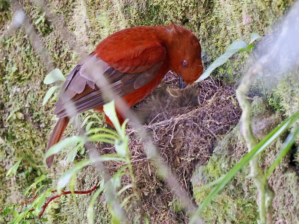 Andean Cock-of-the-rock female at nest. Photo by Gabriel Willow, Cornell Lab of Ornithology | Macaulay Library.