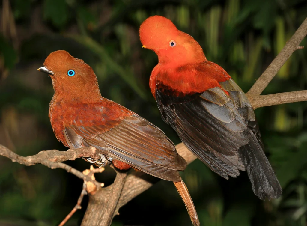 Andean Cock-of-the-rock pair. Photo by John L. Absher, Shutterstock.