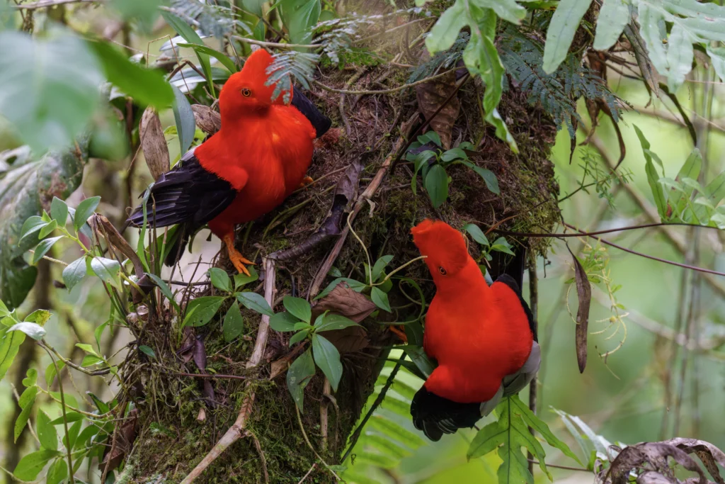 Andean Cock-of-the-rock males. Photo by Jeff Hapeman, Cornell Lab of Ornithology | Macaulay Library.