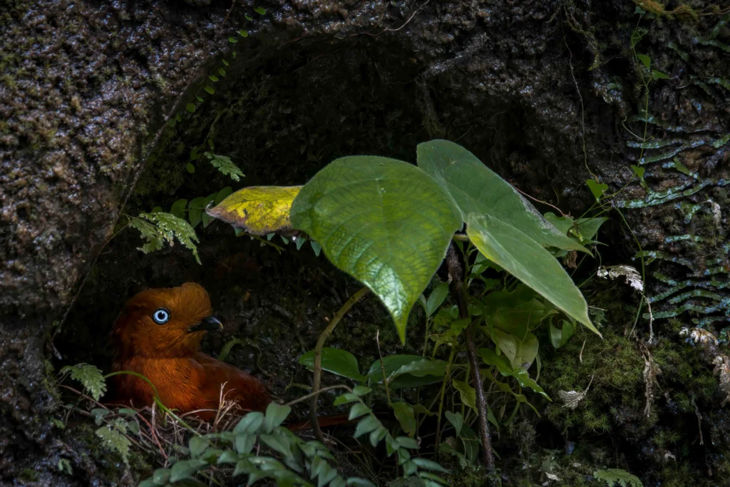 Andean Cock-of-the-rock female on nest. Photo by Juan Torres Tavera, Cornell Lab of Ornithology | Macaulay Library.