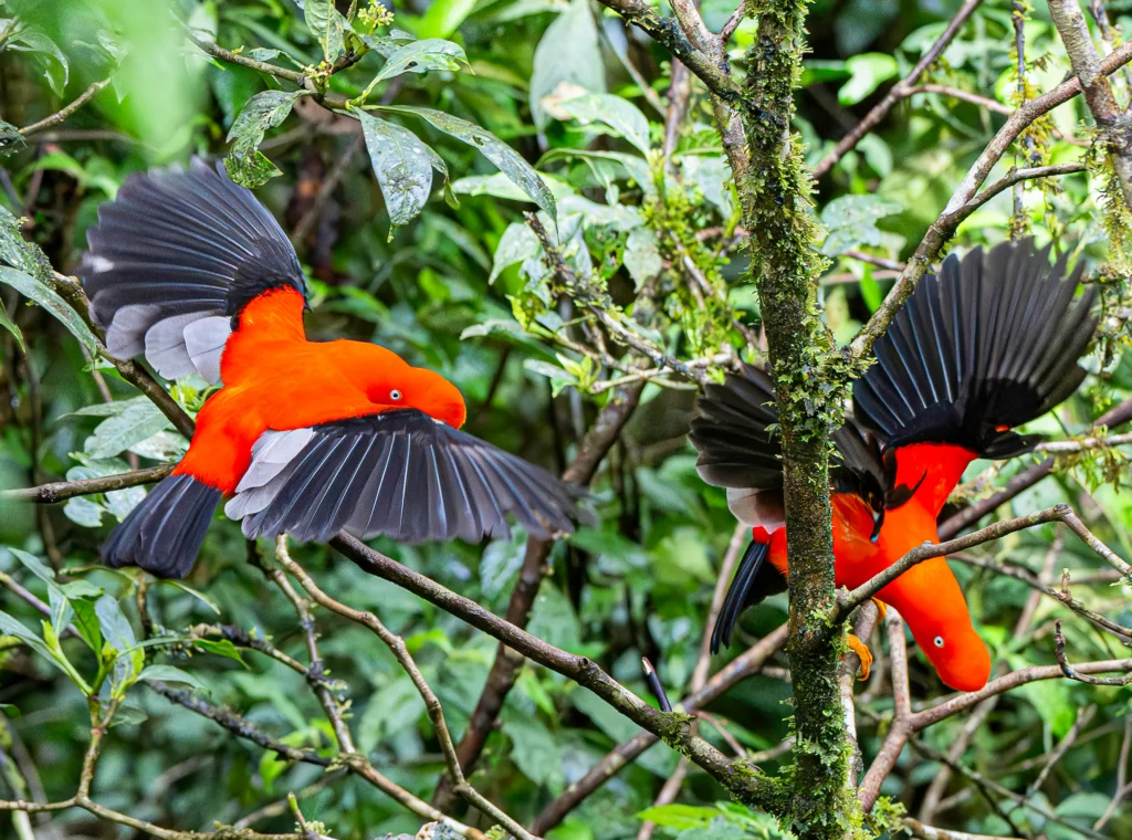 Andean Cock-of-the-rock. Photo by Mac Aragon, Cornell Lab of Ornithology | Macaulay Library.