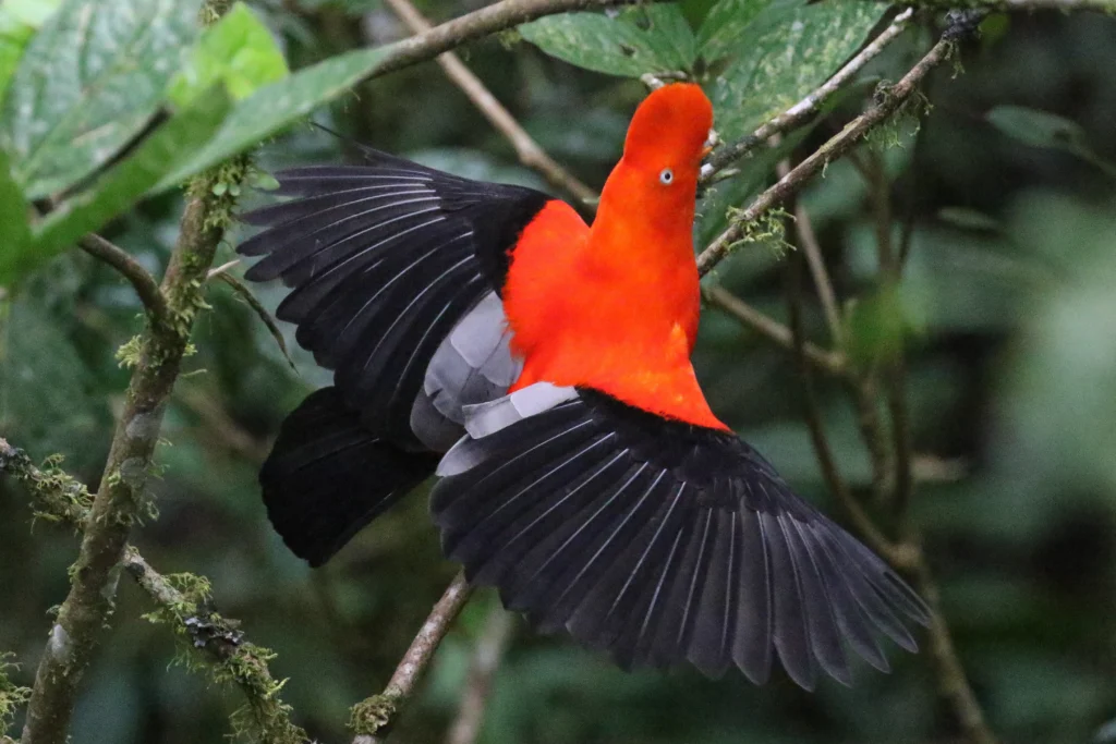 Andean Cock-of-the-rock. Photo by Nick Coombs, Cornell Lab of Ornithology | Macaulay Library.