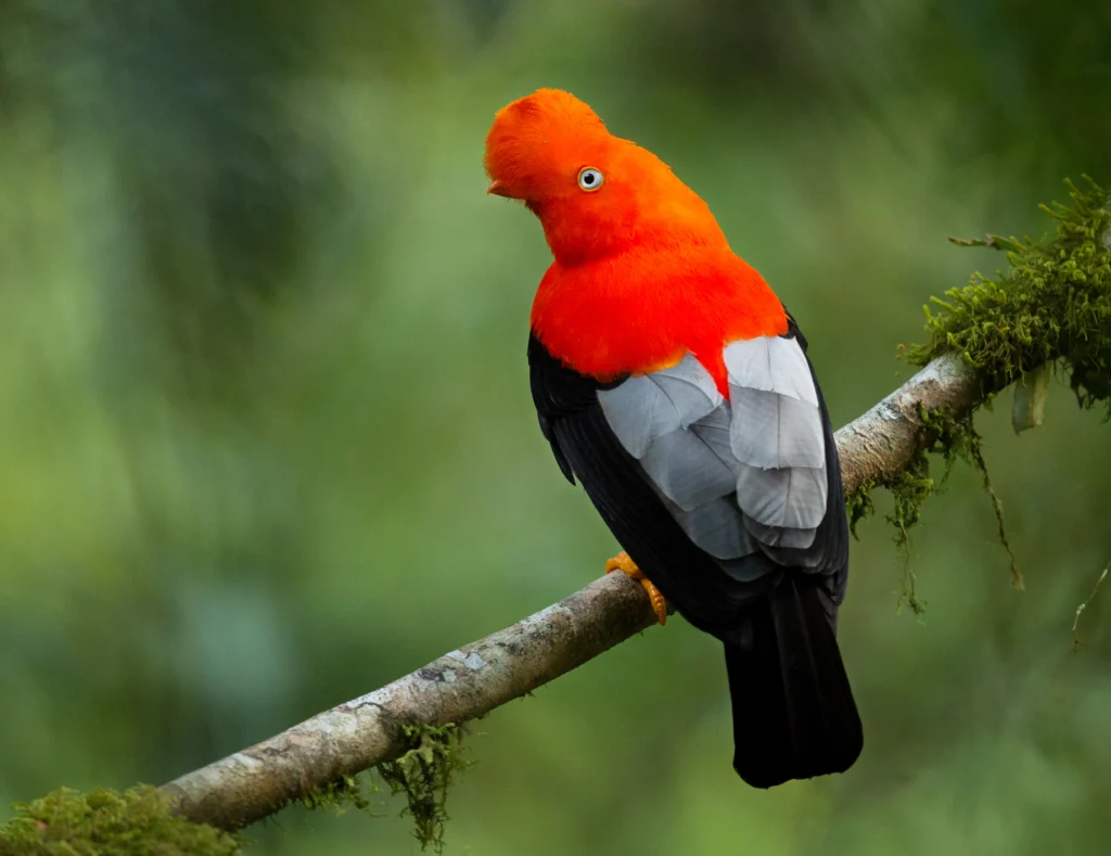Andean Cock-of-the-rock. Photo by PhotocechCZ, Shutterstock.