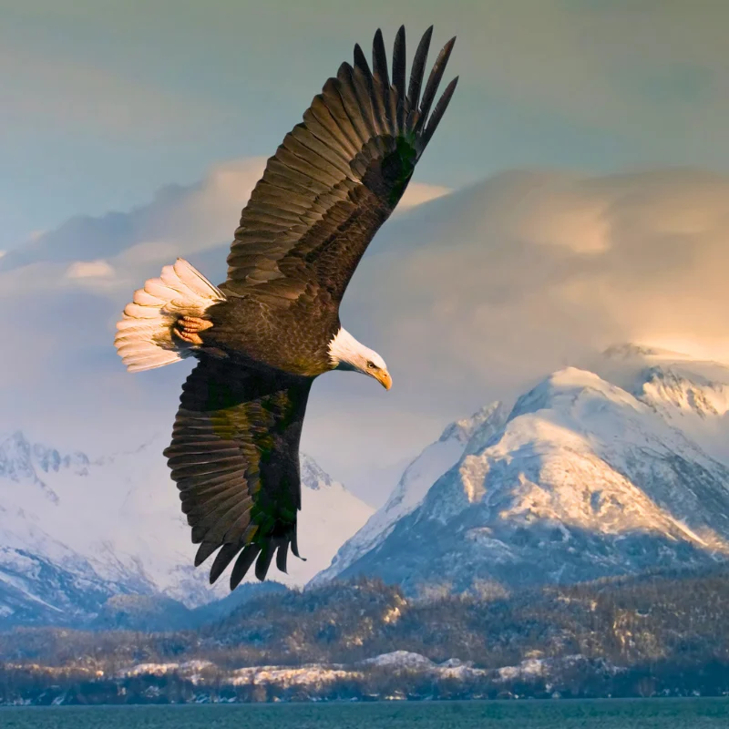 Bald Eagle in Alaska by FloridaStock/Shutterstock 800x800