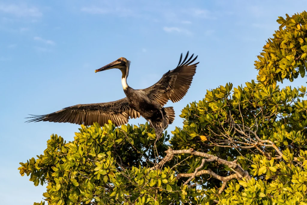 Brown Pelican in the Everglades National Park. Photo by Danita Delimont, Shutterstock.