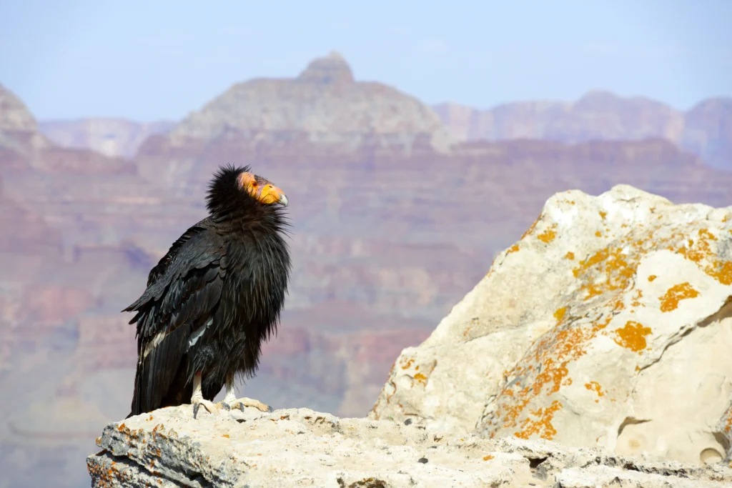 A California Condor perches on a cliff with the Grand Canyon in the background.