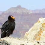A California Condor perches on a cliff with the Grand Canyon in the background.