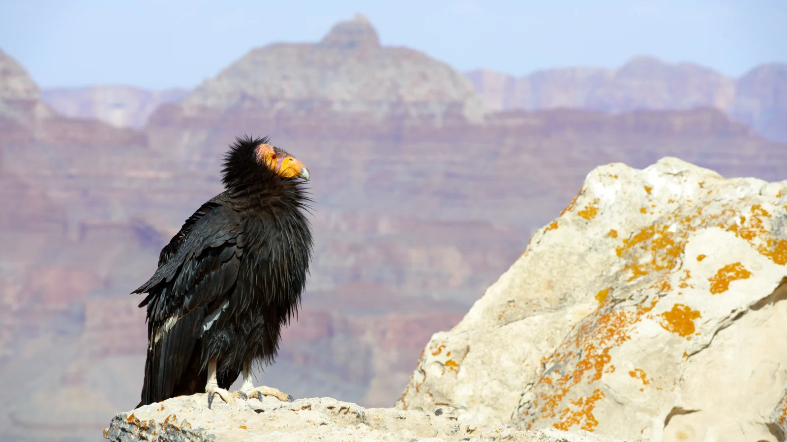 A California Condor perches on a cliff with the Grand Canyon in the background.