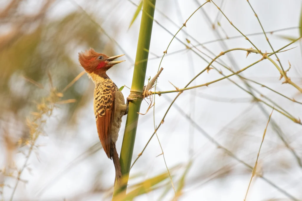 Kaempfer's Woodpecker. Photo by Caio Brito.