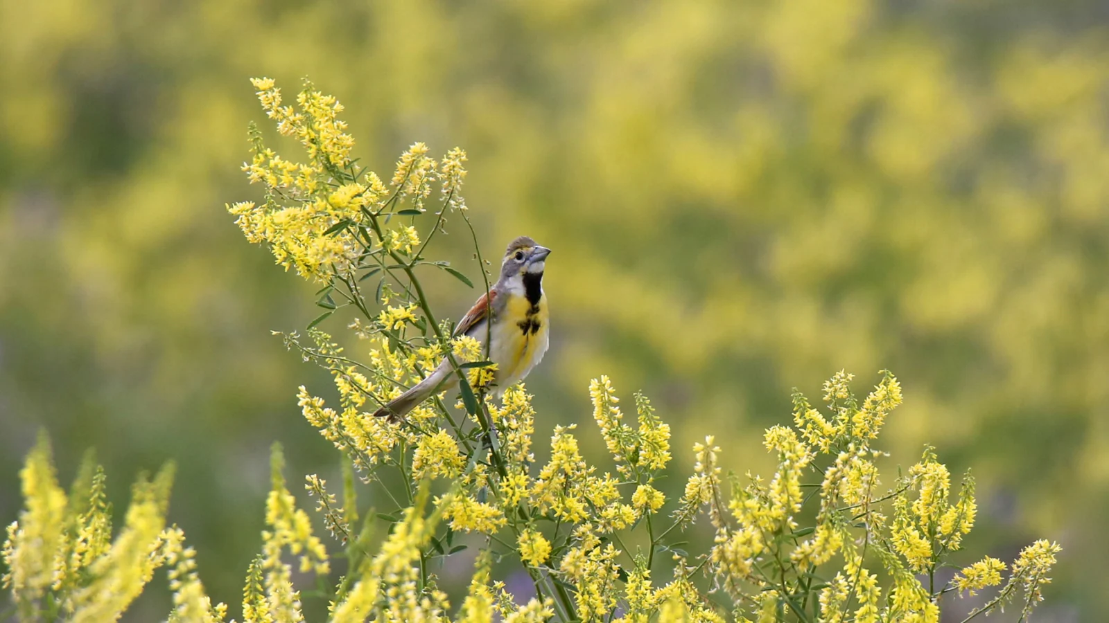A Dickcissel perched in a field of flowers. Grassland birds stand to benefit from ABC’s recommendations for the Farm Bill.