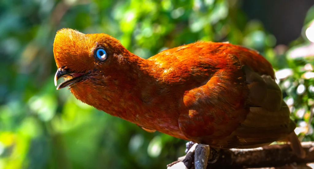 Andean Cock-of-the-rock female. Photo by Paulo Miguel Costa, Shutterstock.