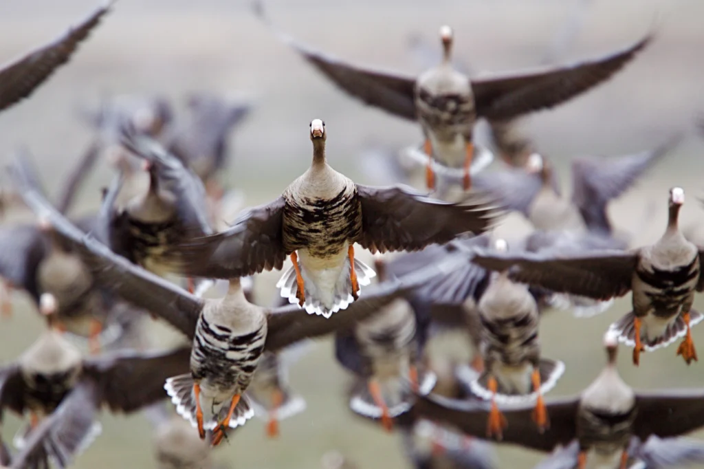 Greater White-fronted Geese in flight, taking off on the flush; goose hunting on the Klamath Falls Wildlife Refuge, on the California / Oregon border. Photo by Tom Reichner/Shutterstock.