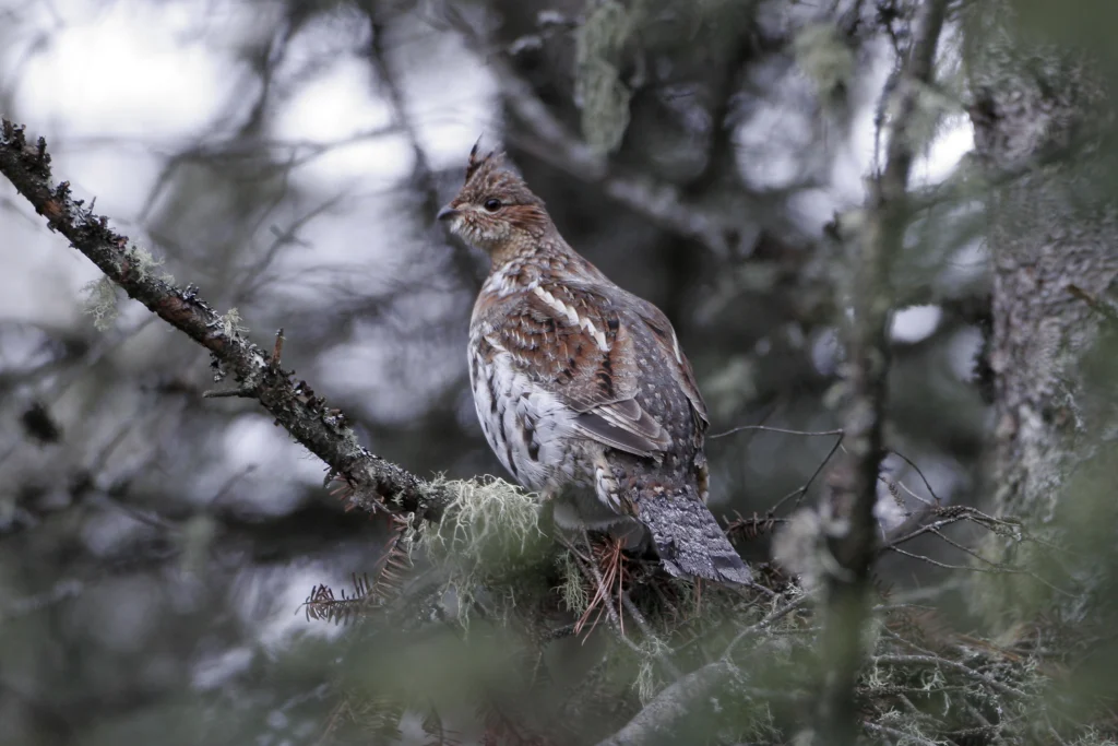 Ruffed Grouse. Photo by Larry Master, masterimages.org.
