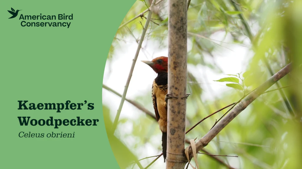 Kaempfer's Woodpecker YouTube Thumb