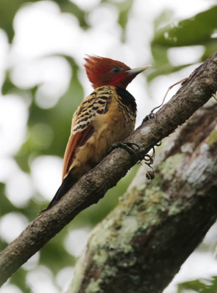 Kaempfer's Woodpecker. Photo by Tulio Dornas.