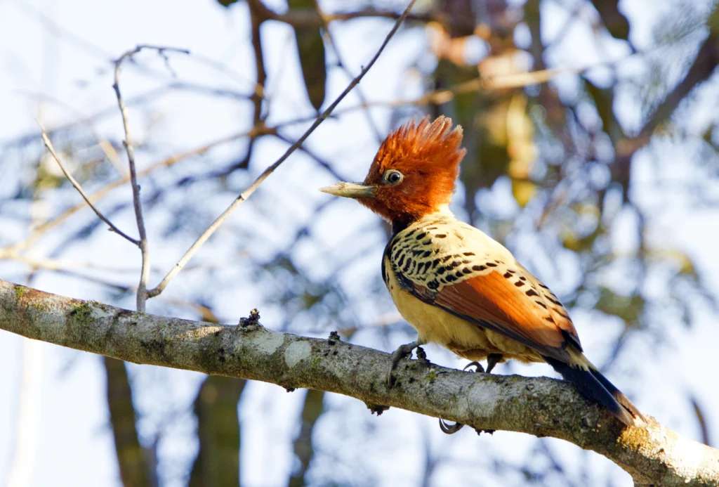 Kaempfer's Woodpecker. Photo by Ciro Albano.