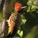 Kaempfer's Woodpecker. Photo by Tulio Dornas.