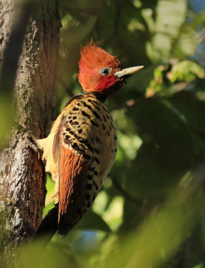 Kaempfer's Woodpecker. Photo by Tulio Dornas.