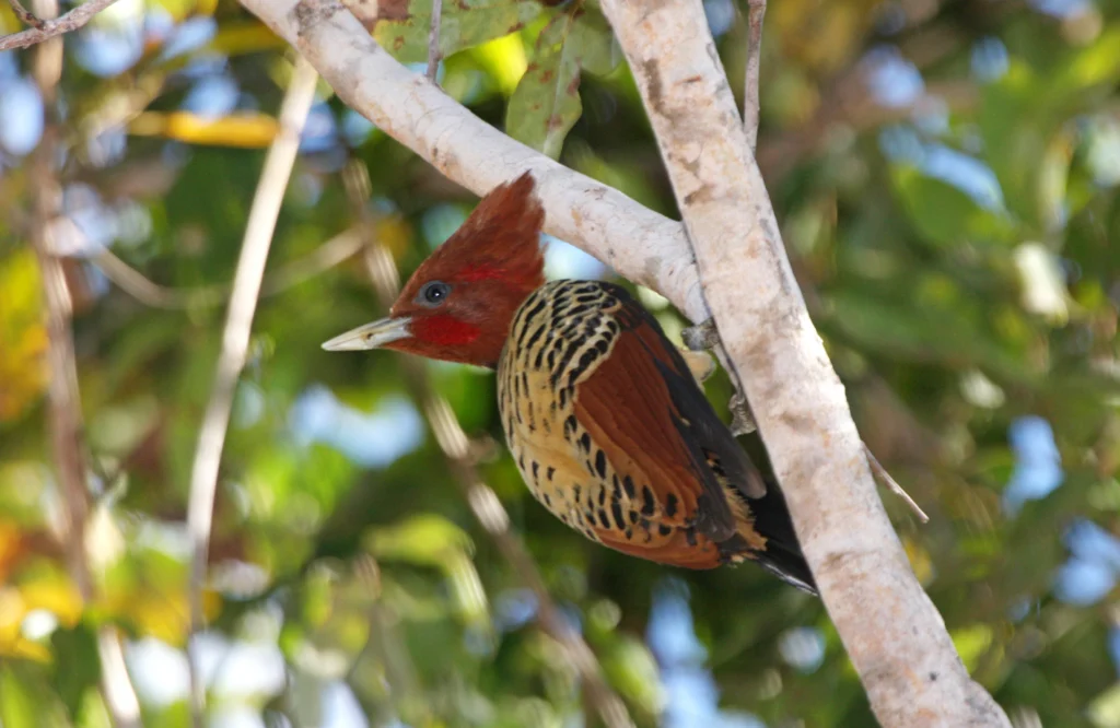 Kaempfer's Woodpecker. Photo by Ciro Albano.