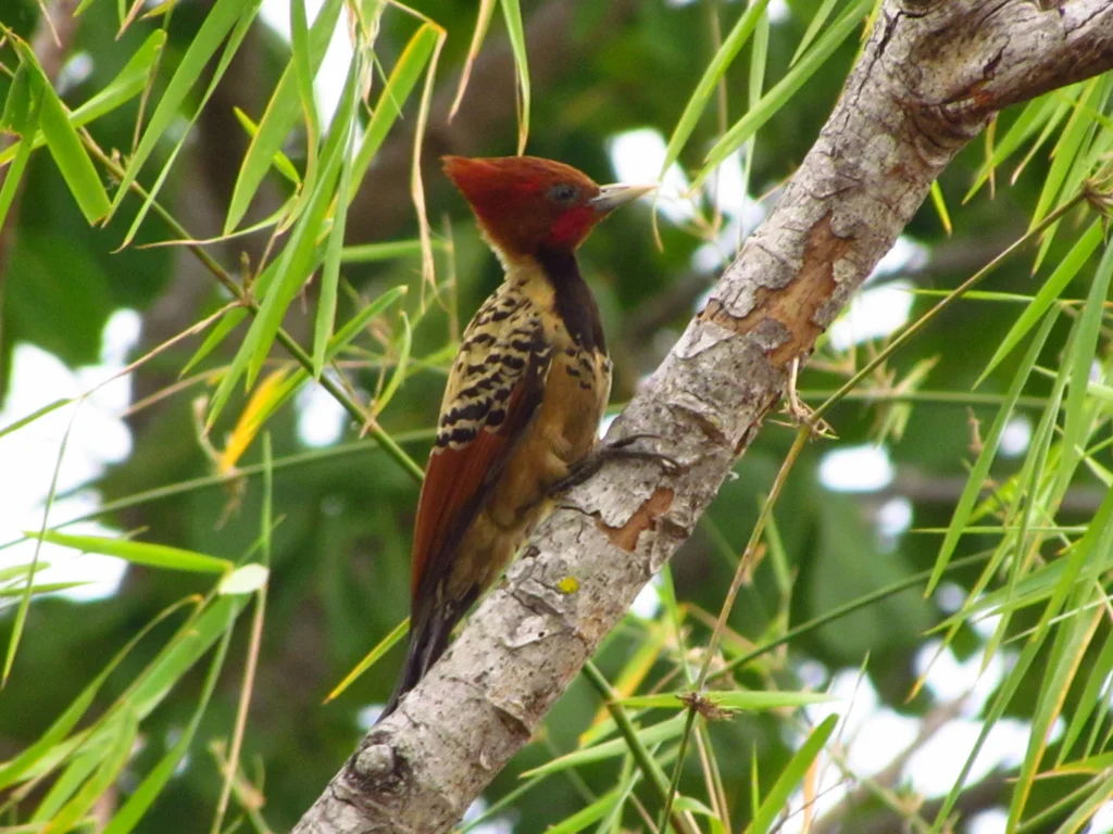 Kaempfer's Woodpecker. Photo by Tulio Dornas.
