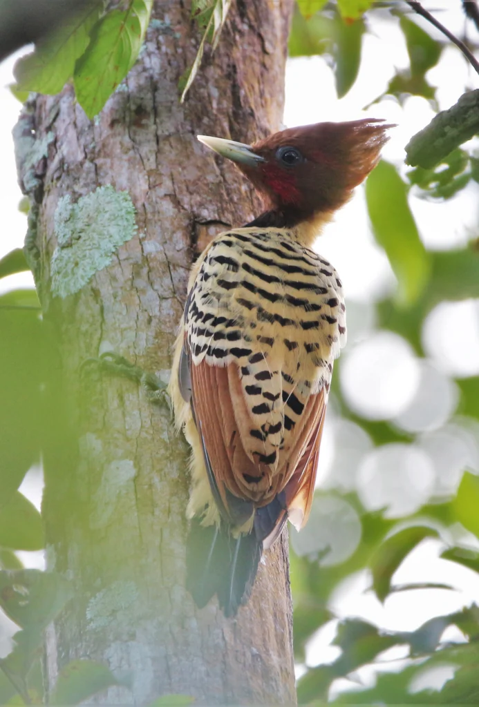 Kaempfer's Woodpecker. Photo by Tulio Dornas.