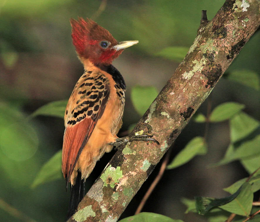 Kaempfer's Woodpecker. Photo by Tulio Dornas.