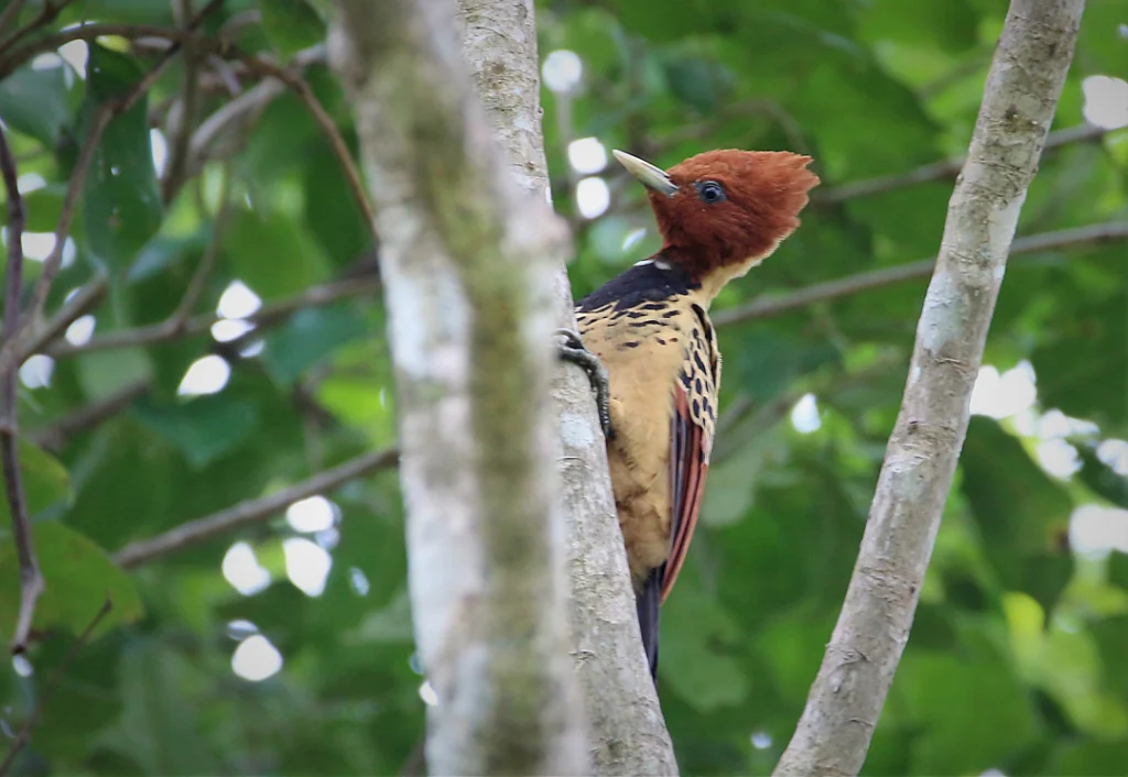 Kaempfer's Woodpecker. Photo by Tulio Dornas.