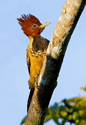 Kaempfer's Woodpecker. Photo by Ciro Albano.