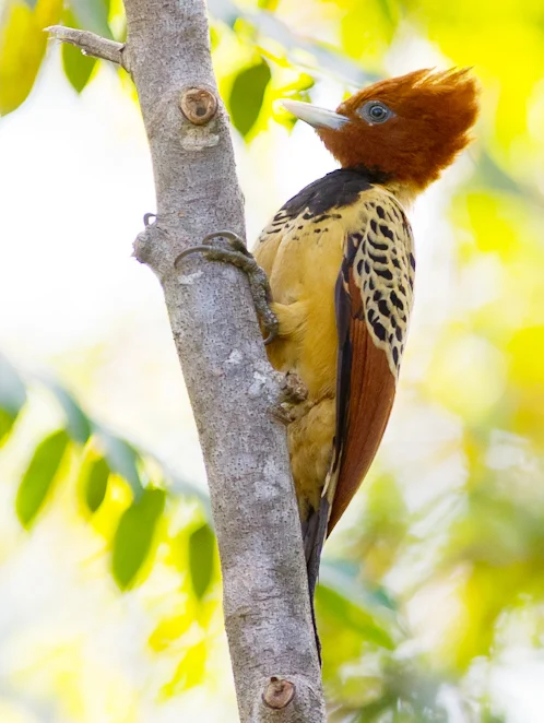 Kaempfer's Woodpecker. Photo by Joao Quental.