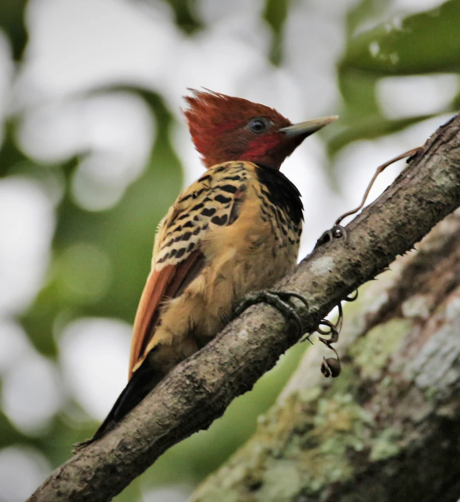 Kaempfer's Woodpecker. Photo by Tulio Dornas.