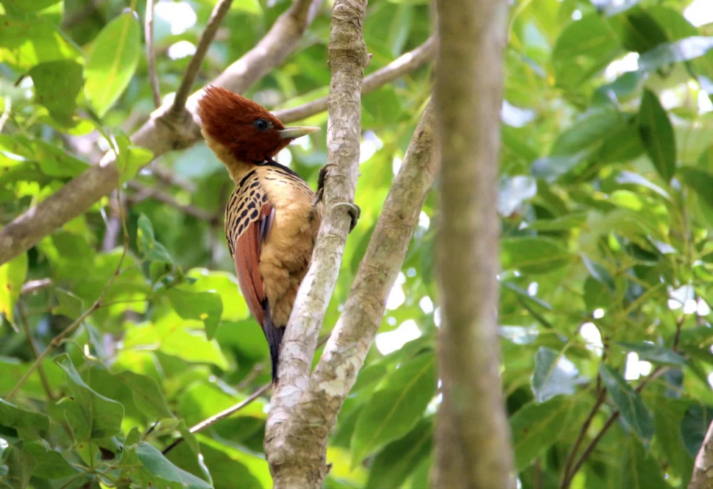 Kaempfer's Woodpecker. Photo by Tulio Dernas.