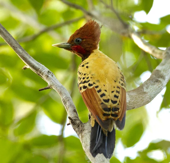 Kaempfer's Woodpecker. Photo by Ciro Albano.