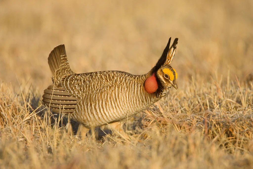 A male Lesser Prairie-Chicken displaying. Farm Bill programs can restore and revitalize habitat for these and other grassland birds. 