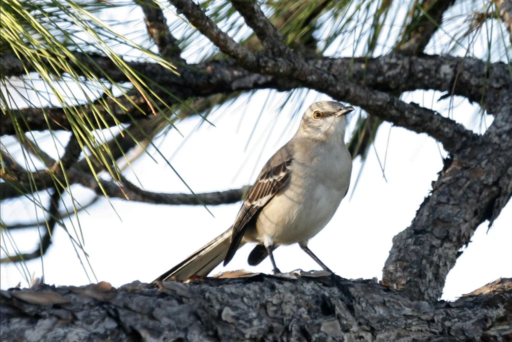 Northern Mockingbird. Photo by Larry Master, masterimages.org.