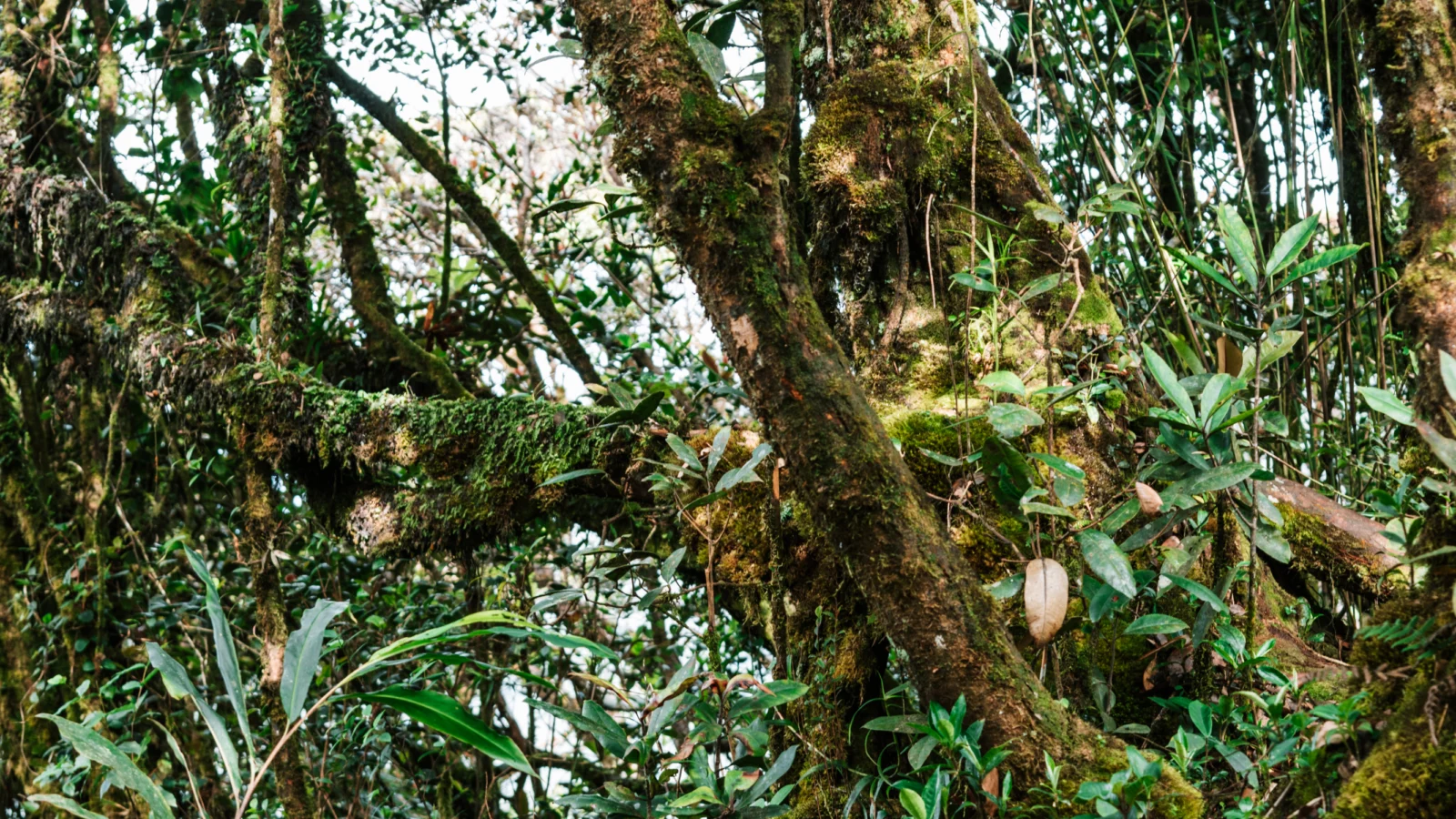 Montane Rainforest. Photo by Nirian, Getty Images Signature.