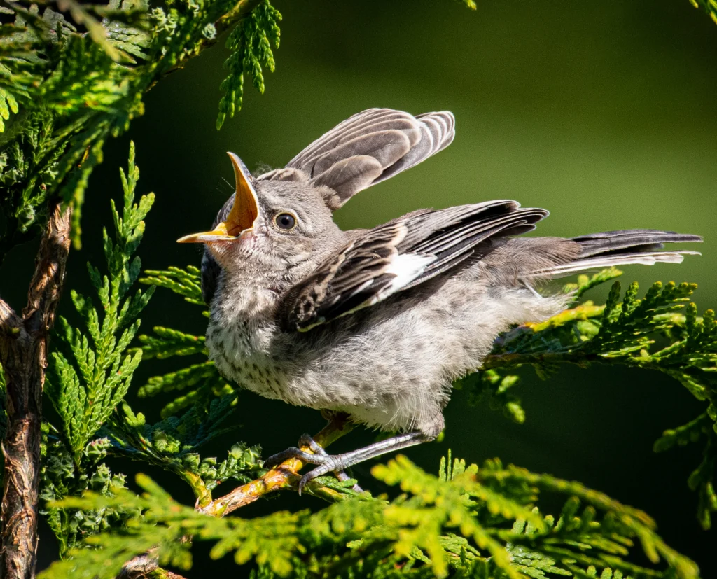Northern Mockingbird fledgling. Photo by Jane Gamble.