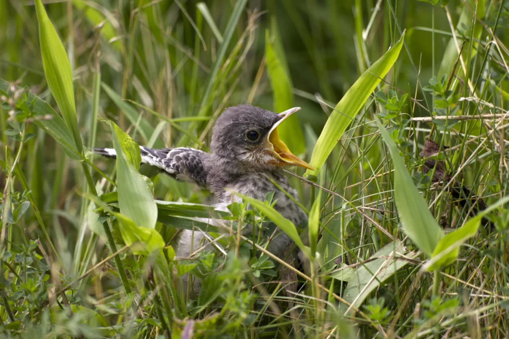 Northern Mockingbird (Mimus polyglottos polyglottos), fledgling hiding in the grass and begging for food at the Great Swamp National Wildlife Refuge in Basking Ridge, New Jersey.