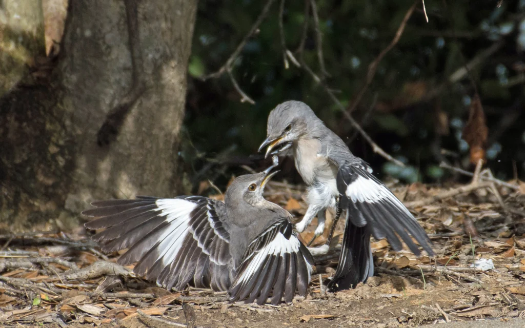 Northern Mockingbirds fighting. Photo by Tom Franks, Shutterstock.