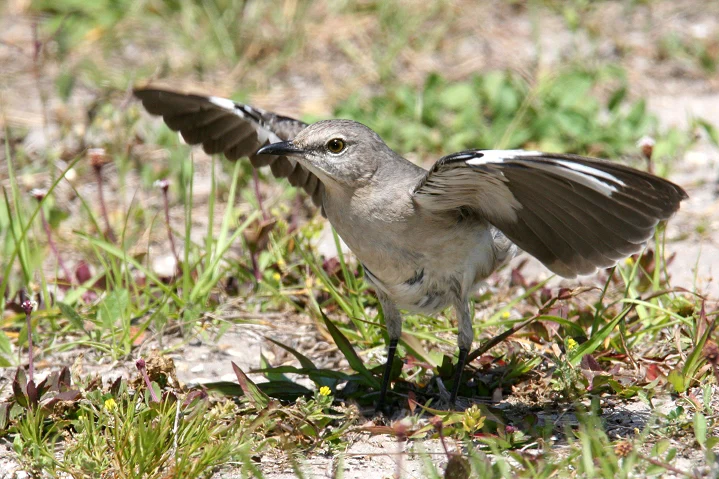 Northern Mockingbird. Photo by Bill Hubick.